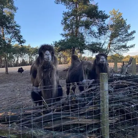 Prachtig Boschalet Met Cv, Airco En Sauna Op De Veluwe