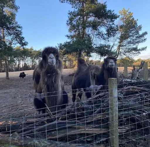 Prachtig Boschalet Met Cv, Airco En Sauna Op De Veluwe